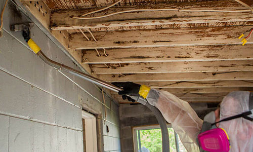 Mold Removal in Tampa, Lakeland, Orlando, Clearwater, and St Petersburg