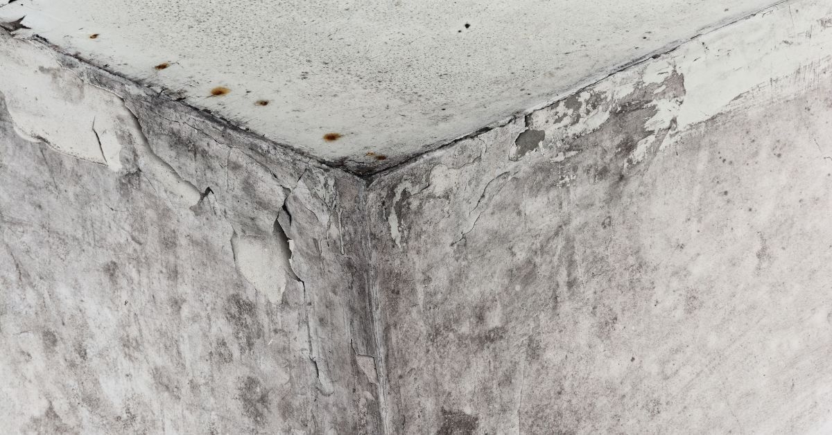 Is Mold on the Exterior of Your Home a Cause for Concern? Featured Thumbnail