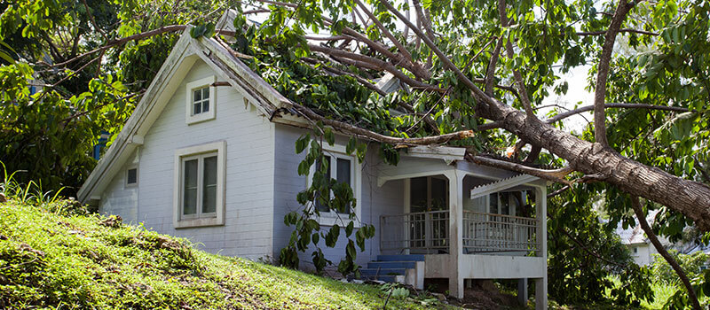 Tree lying on roof