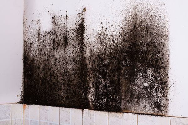 Mold Remediation in Grove City, OH