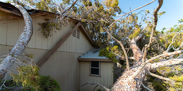 Vehicle & Tree Impact Damage Restoration Cleveland Eastlake