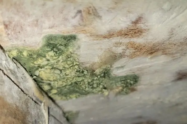 Mold Damage Restoration in Tacoma, WA