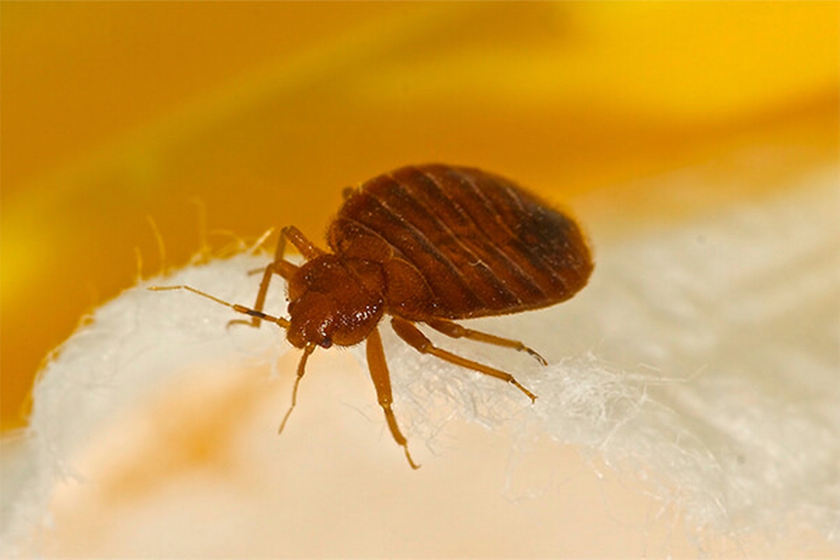 Bed Bug Treatment Options