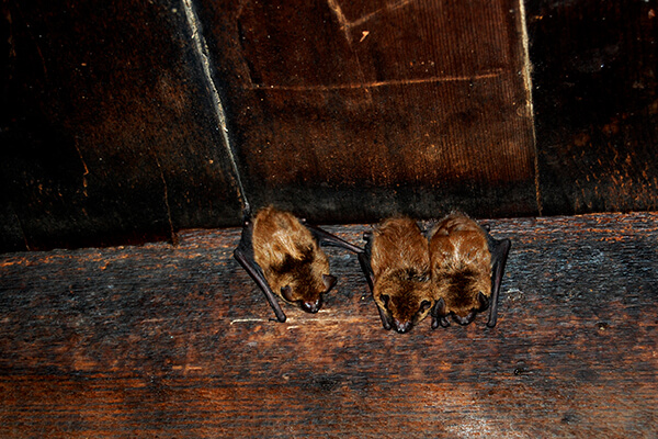 Wausau, WI bat remediation