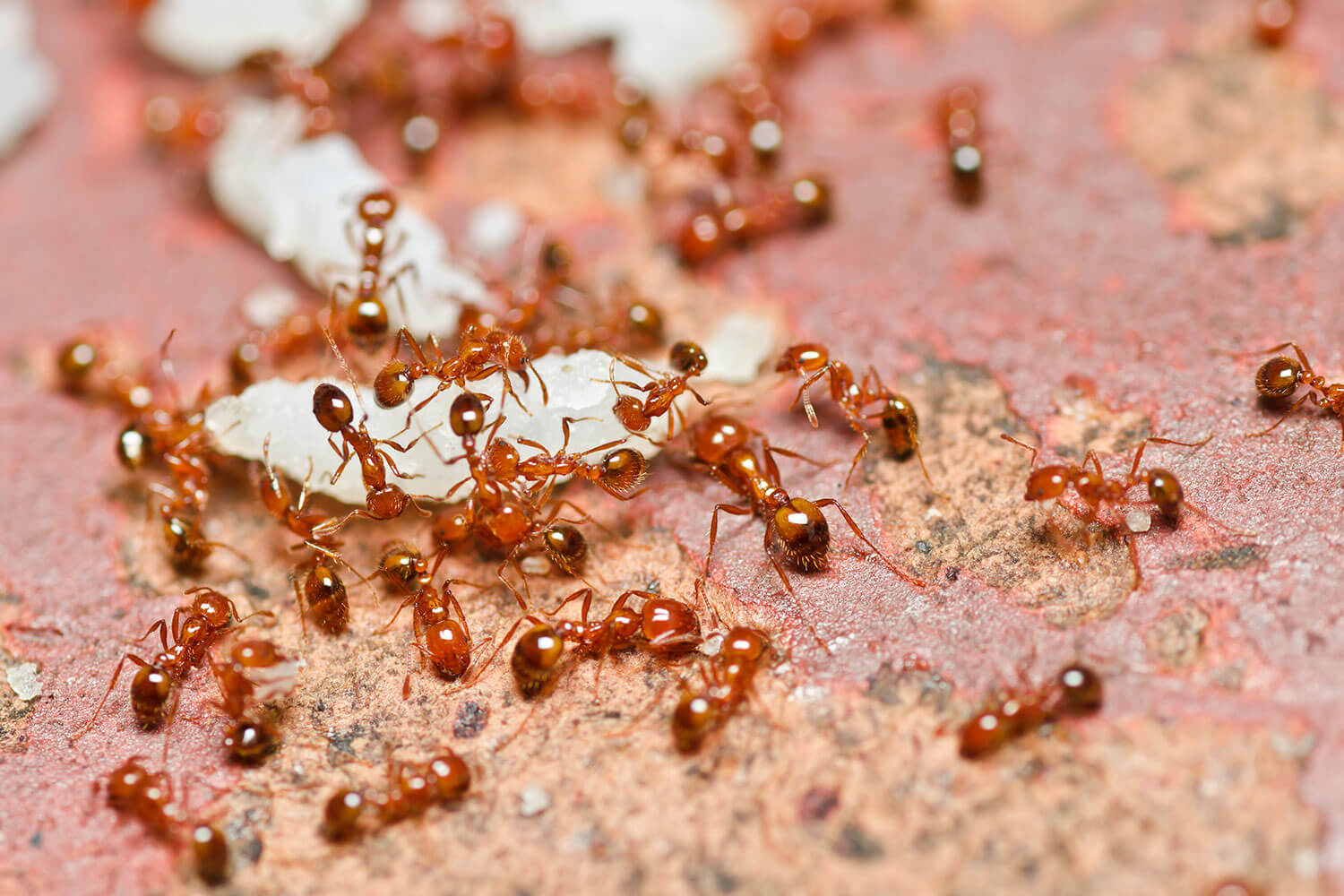 Fire Ants