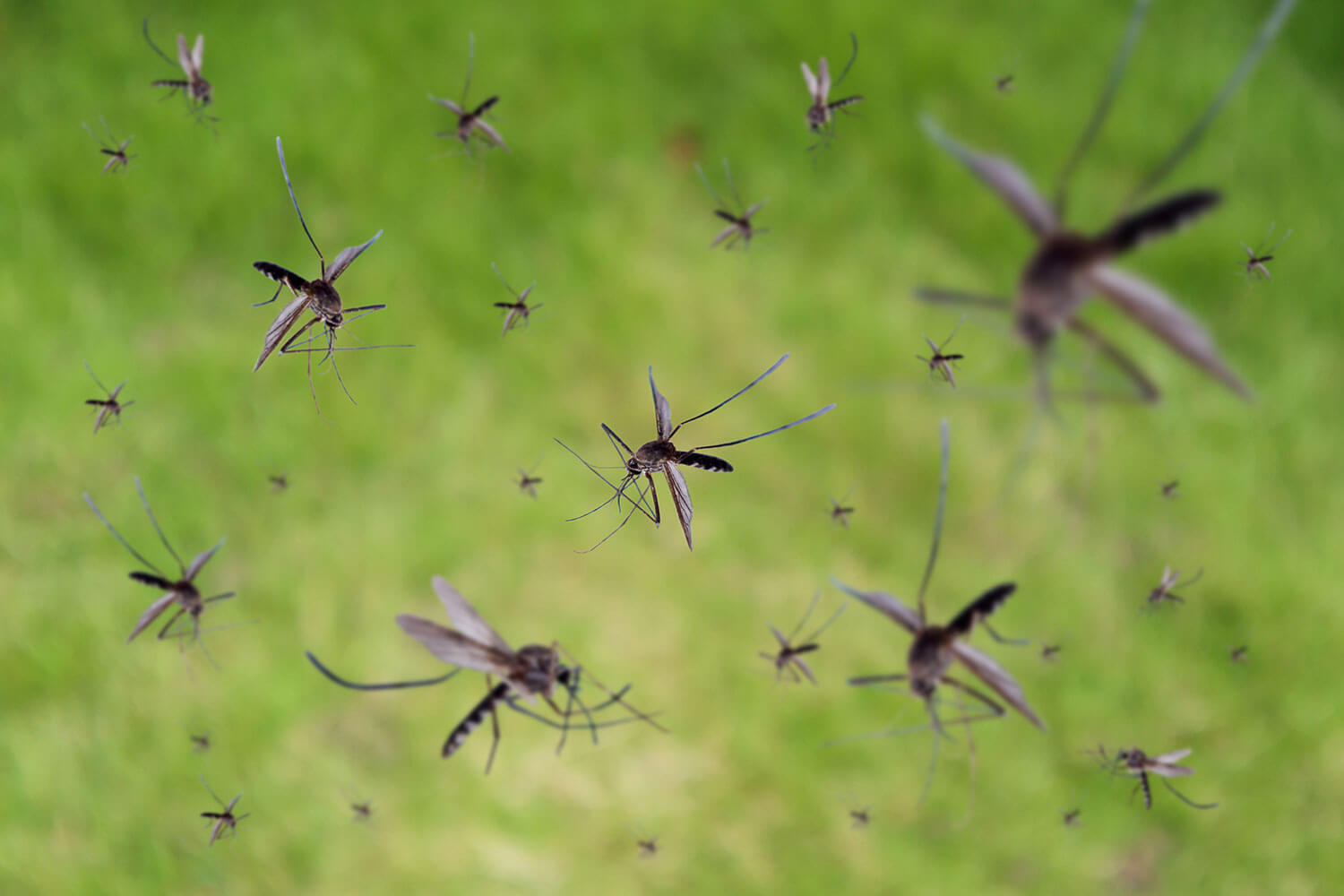 Hoard of mosquitos