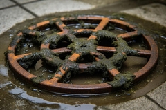 Drainage Mold: Causes and How to Prevent It