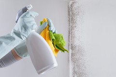 Does Alcohol Kill Mold or Only Clean the Surface?