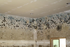 Mold Mystery Solved: How to Detect and Eliminate Mold at Its Early Stages