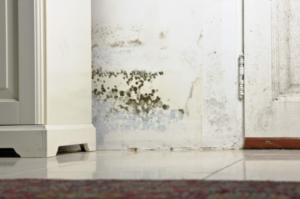 mold damage savannah ga, mold damage remediation savannah ga, mold damage repair savannah ga,