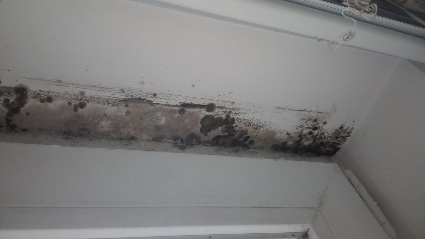 Winter Mold - Harper Special Services