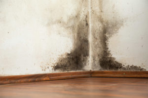 savannah water damage restoration