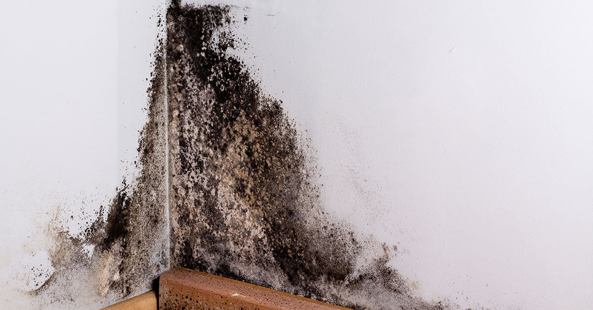 How Can Mold Affect My Home?