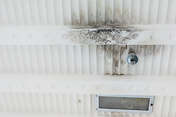 Commercial Mold Remediation company near me