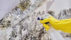 Cost-Effective Solutions in Mold Remediation