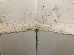 Getting Rid of Mold in Bathroom for Good