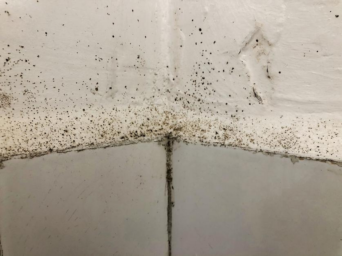 Getting Rid of Mold in Bathroom for Good