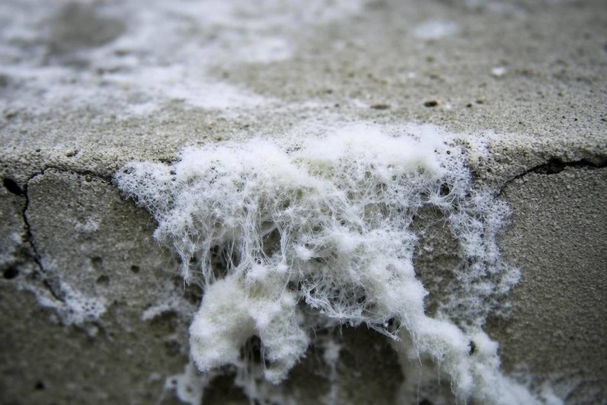 White Hairy Mold on Concrete and What It Indicates