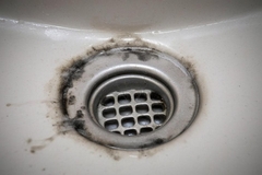 Is Black Mold in Sink Drain Dangerous for Your Health?