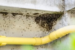 When Ants and Mold Show Up Together, Moisture May Be the Link
