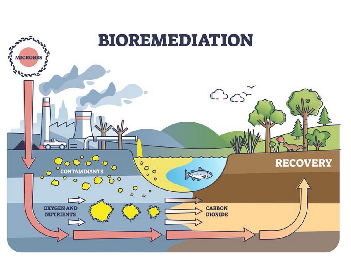 The Future of Water Removal: How Bioremediation is Changing the Game