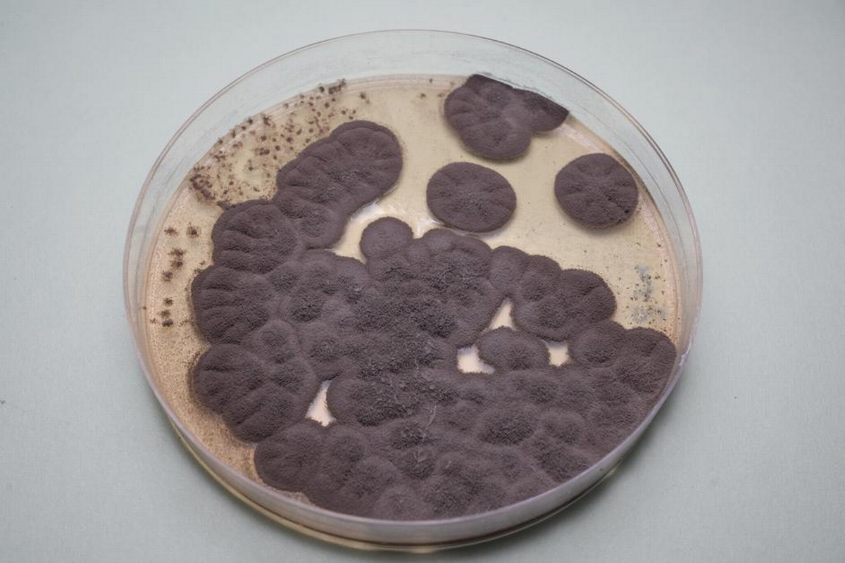 Purple Mold - Is It Dangerous? (And 5 Ways to Deal With It)