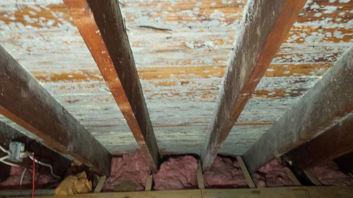Crawl Space Mold Types and What They May Mean for Your Home