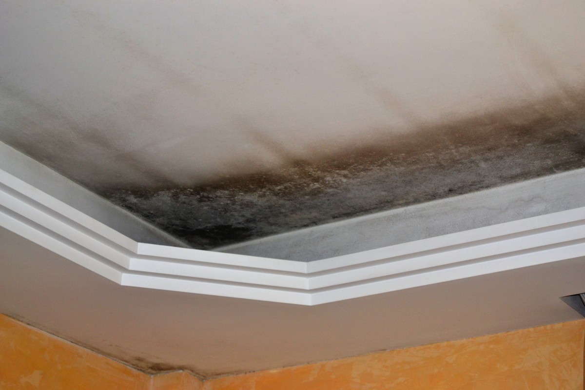 Water Damage vs. Mold: What Homeowners Need to Understand
