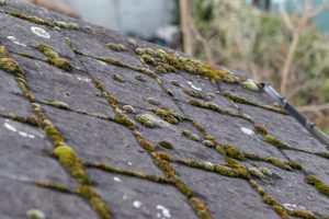 roof shingle maintenance tip | Check for mold and algae growth | TruHome Inc providing remodeling, roofing, windows, concrete floors, and siding services in Monroe, WI and Tristate area 