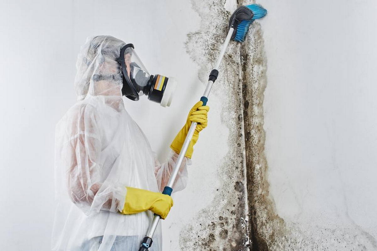 Beyond the Surface: Understanding the Long-Term Effects of Mold Damage on Your Home
