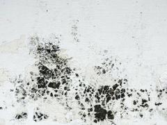 Getting Mold? How Long Does It Take Black Mold to Grow