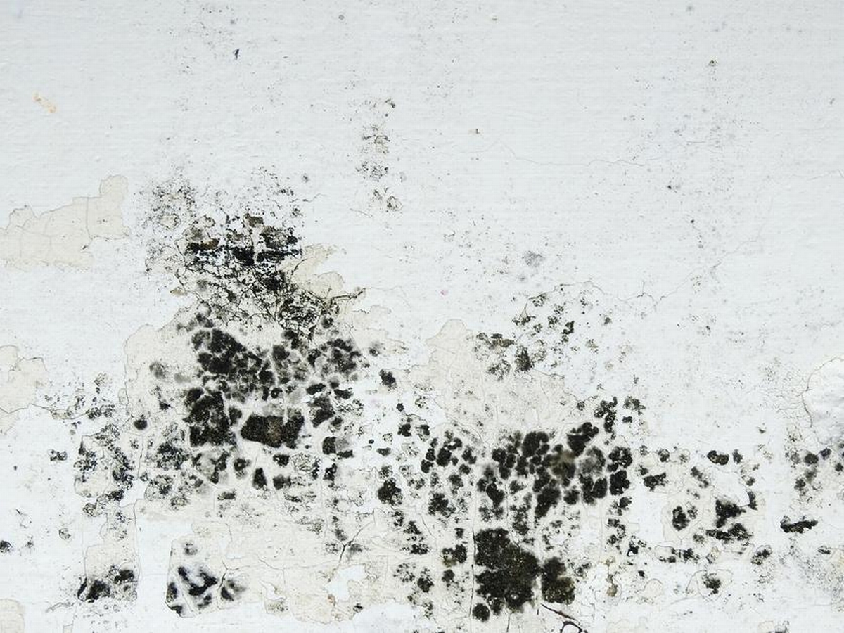 Getting Mold? How Long Does It Take Black Mold to Grow