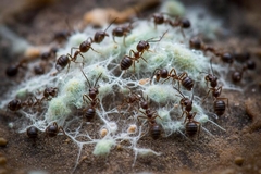 Ants and Mold: Why They Often Appear Together