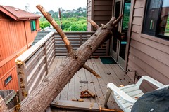 What Storm Damage Tree Removal Costs and Why Prices Vary