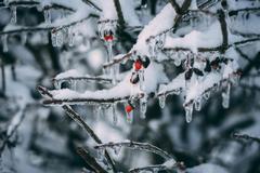 How to Prepare for Freezing Temperatures in Atlanta, Georgia