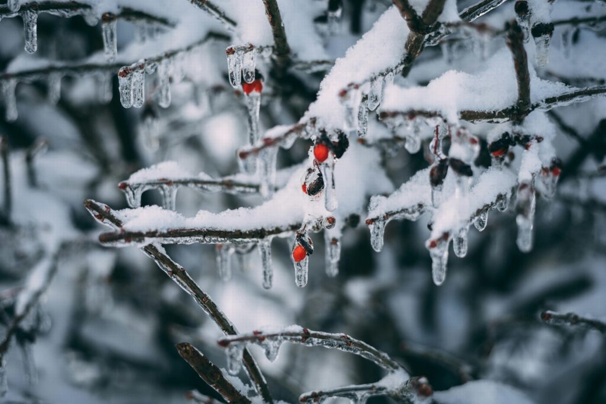 How to Prepare for Freezing Temperatures in Atlanta, Georgia