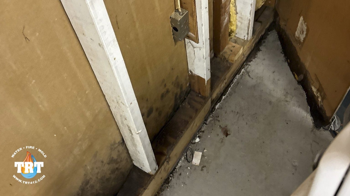 Unlocking The Secrets Of Mold: Safeguarding Your Home And Health