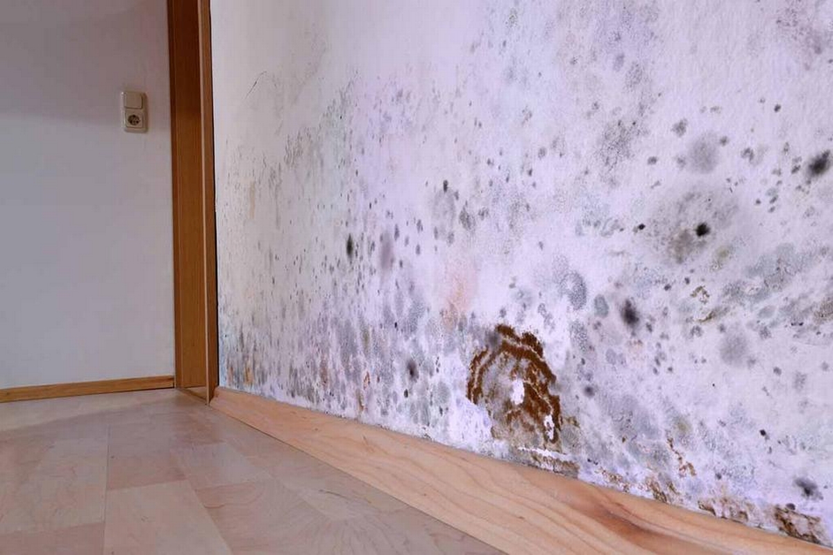 When Mold Strikes: The Essential Guide to Understanding and Addressing Mold Damage