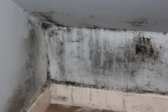How Is Black Mold Created? Causes and Conditions