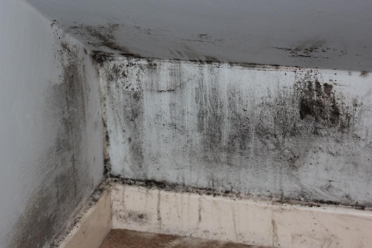How Is Black Mold Created? Causes and Conditions