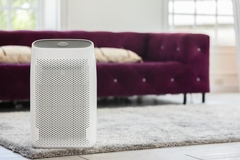 Can a Dehumidifier Get Rid of Mold? What to Know