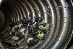 Mold in Air Ducts: Health Risks and Next Steps