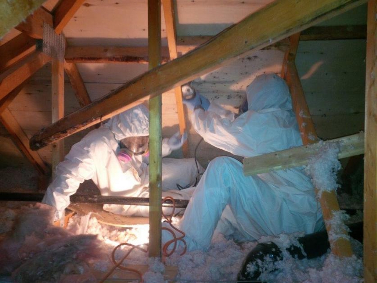 Remove Mold from an Attic the Right Way