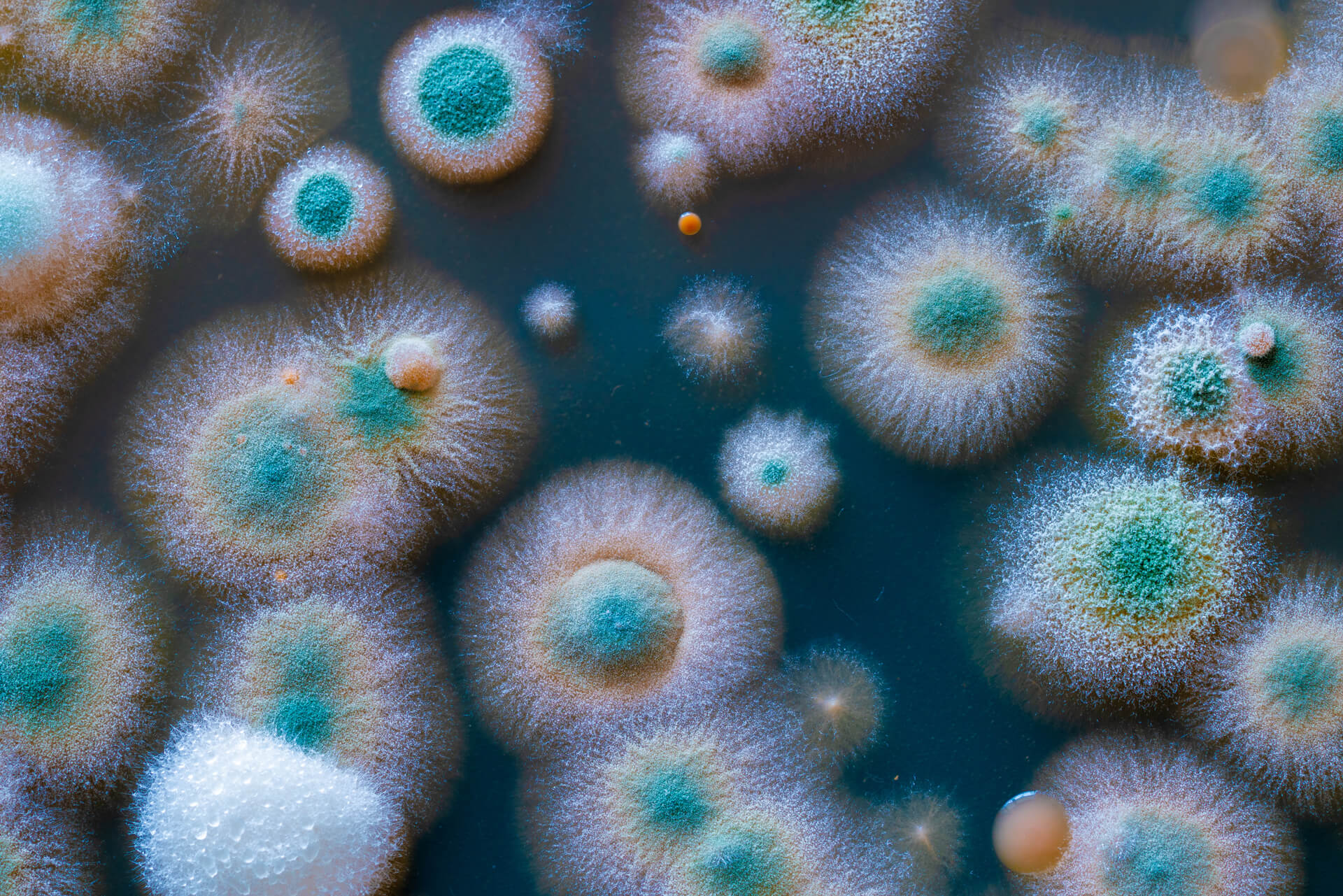 Macro image of mold