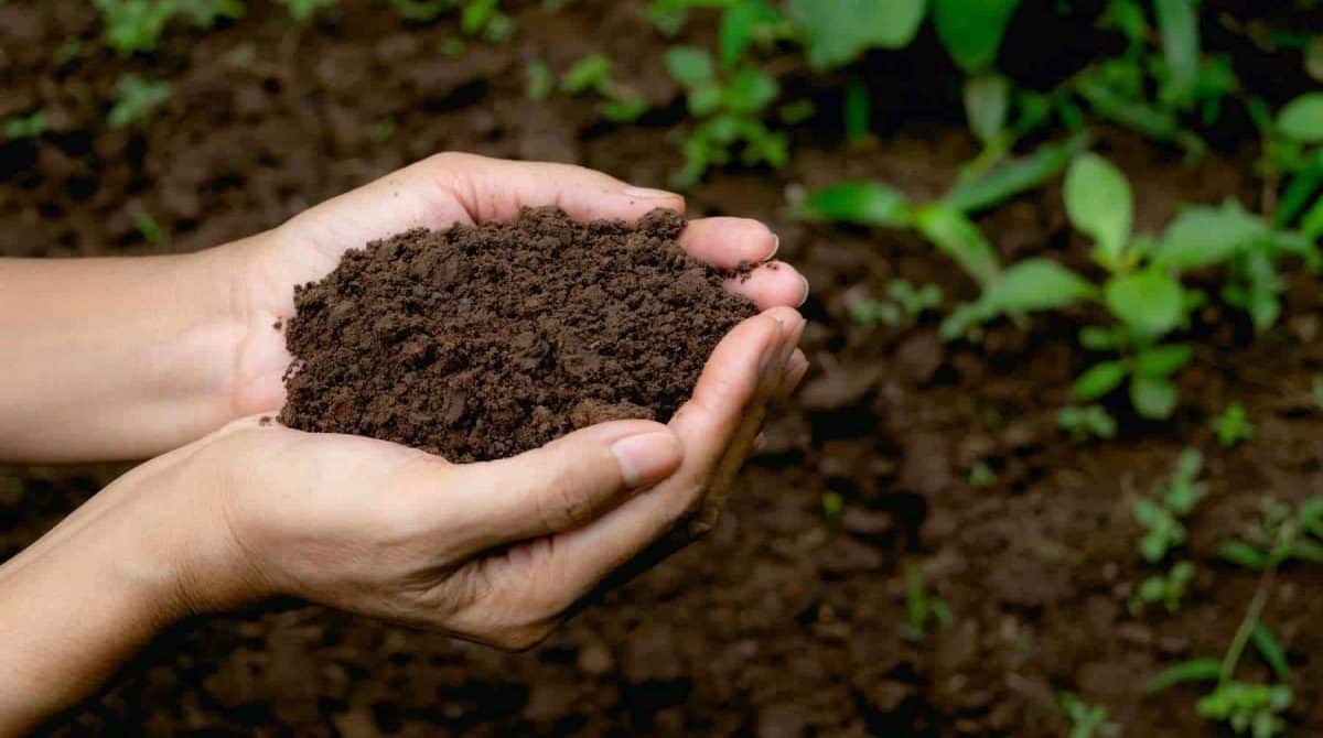 Compost