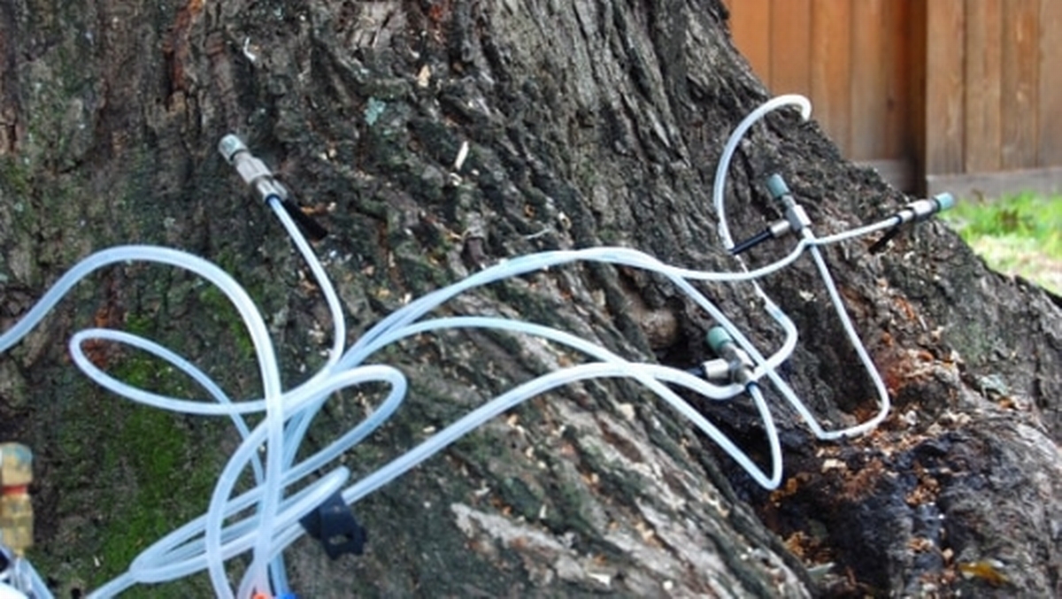Tree Care Saving A Tree In Houston TX