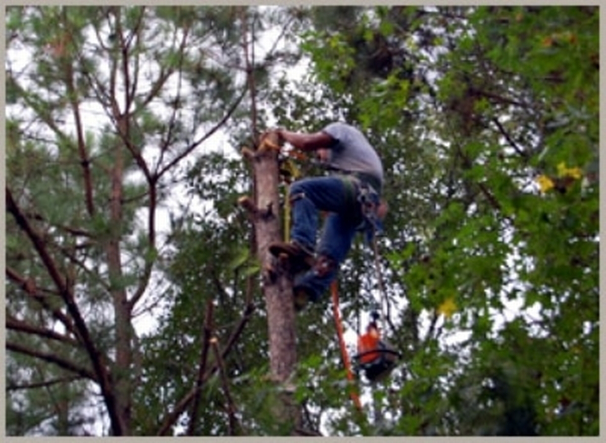 Tree Trimming In Houston TX 17