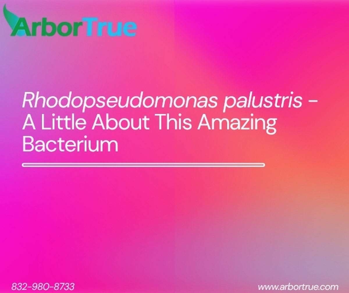 Rhodopseudomonas palustris - A Little About This Amazing Bacterium