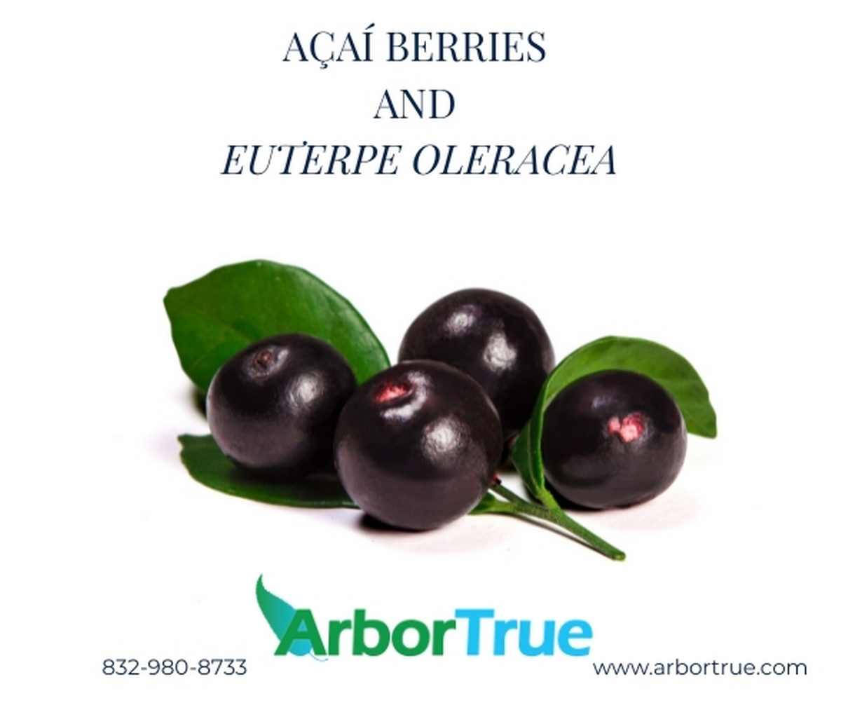 Açaí Berries and Euterpe oleracea