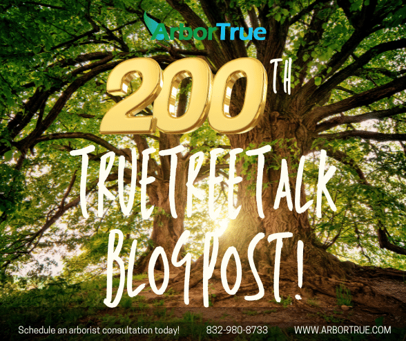 200th TrueTreeTak Blog Post